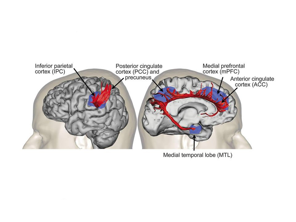 Default Mode Network
